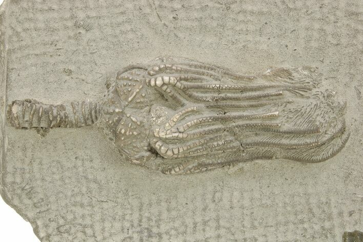 Fossil Crinoid (Platycrinites hemisphericus) - Indiana #269768